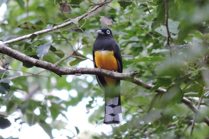 Birdwatching Playa del Carmen - Food, drinks, and what the $175 price buys