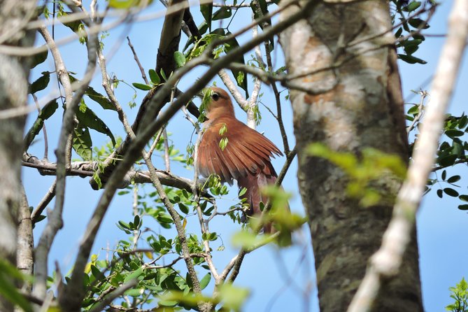 Birdwatching Playa del Carmen - Who should book this experience