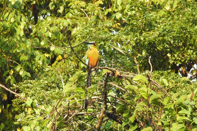 Birdwatching Playa del Carmen - Walking the Ruta de los Cenotes