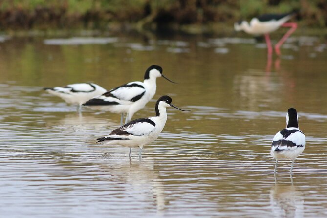 Birdwatching Private Tour at Fascinating Salgados Lagoon - Key points at a glance