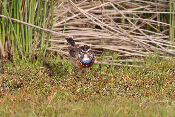 Birdwatching Private Tour at Fascinating Salgados Lagoon - Why Salgados Lagoon makes a good birdwatching stop