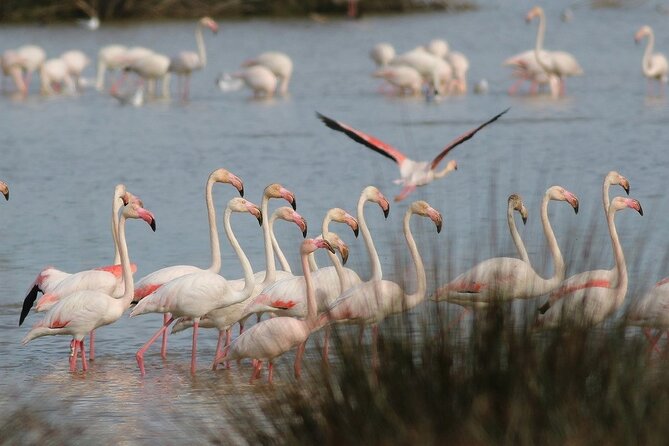 Birdwatching Private Tour at Fascinating Salgados Lagoon - What the two-hour itinerary is like