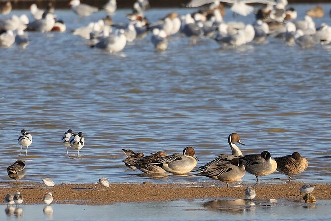 Birdwatching Private Tour at Fascinating Salgados Lagoon - The birds you may see at Salgados