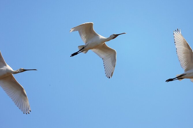 Birdwatching Private Tour at Fascinating Salgados Lagoon - Timing, weather, and practical planning