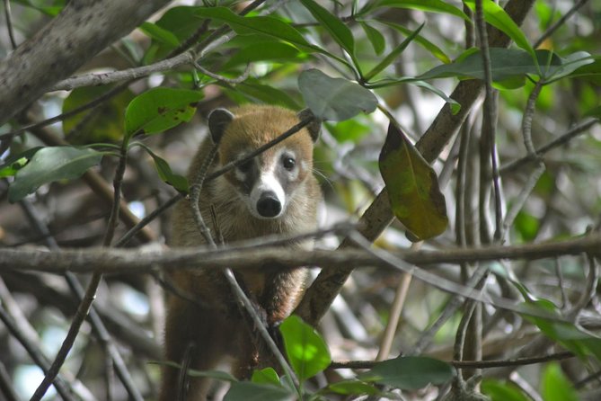 Birdwatching Sian Ka'an Biosphere Reserve - Is $165 a Fair Price?