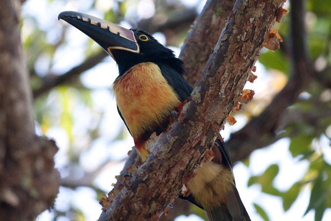 Birdwatching Sian Ka'an Biosphere Reserve - Who Will Enjoy This Morning Most?