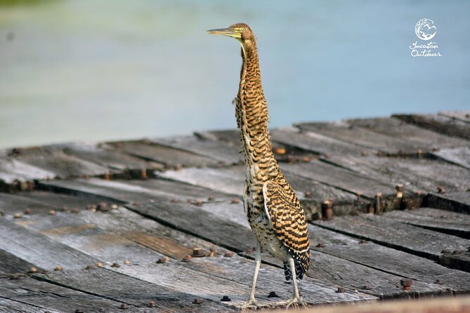 Birdwatching Sian Ka'an Biosphere Reserve - Timing, Group Size, and Weather