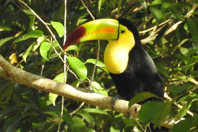 Birdwatching Sian Ka'an Biosphere Reserve - Breakfast at Rincon’s Mexicana Restaurante