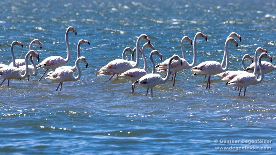 Birdwatching Solar Boat Tour Aveiro Lagon - Key points at a glance