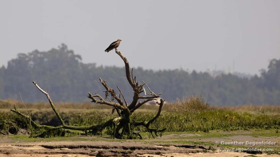 Birdwatching Solar Boat Tour Aveiro Lagon - Leaving Cais do Sal for the salt marshes