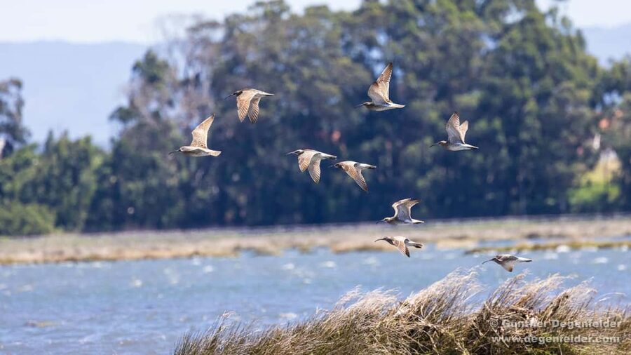 Birdwatching Solar Boat Tour Aveiro Lagon - The Aveiro Lagoon at low tide