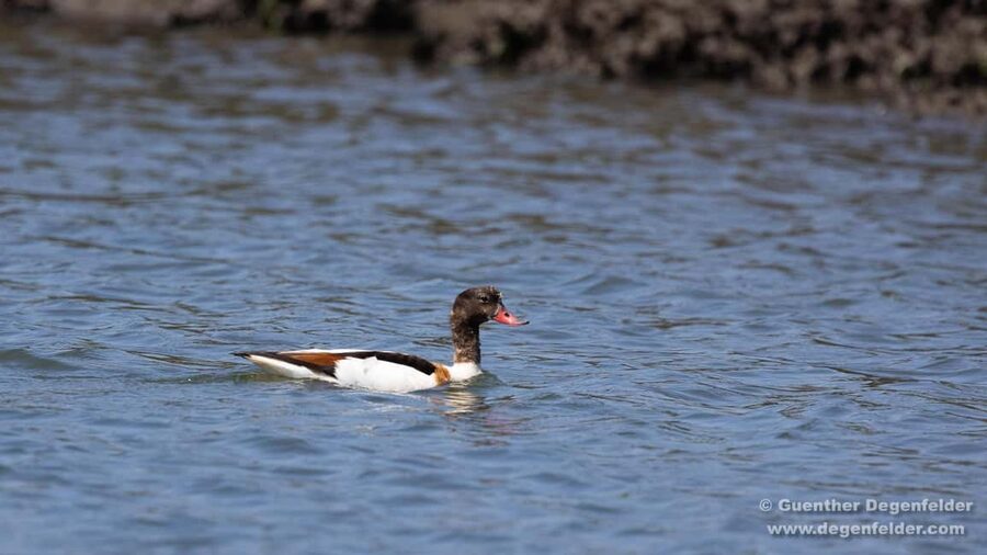 Birdwatching Solar Boat Tour Aveiro Lagon - Birdwatching and the story of salt