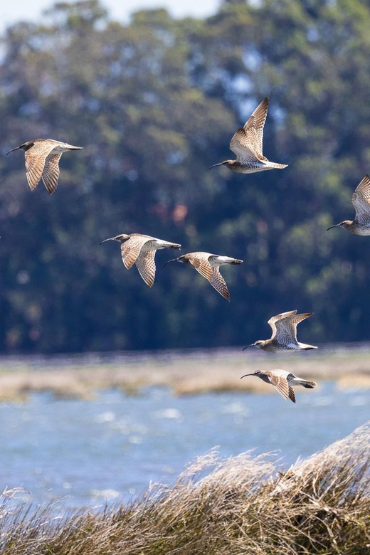 Birdwatching Solar Boat Tour Aveiro Lagon - A relaxed return to Cais do Sal