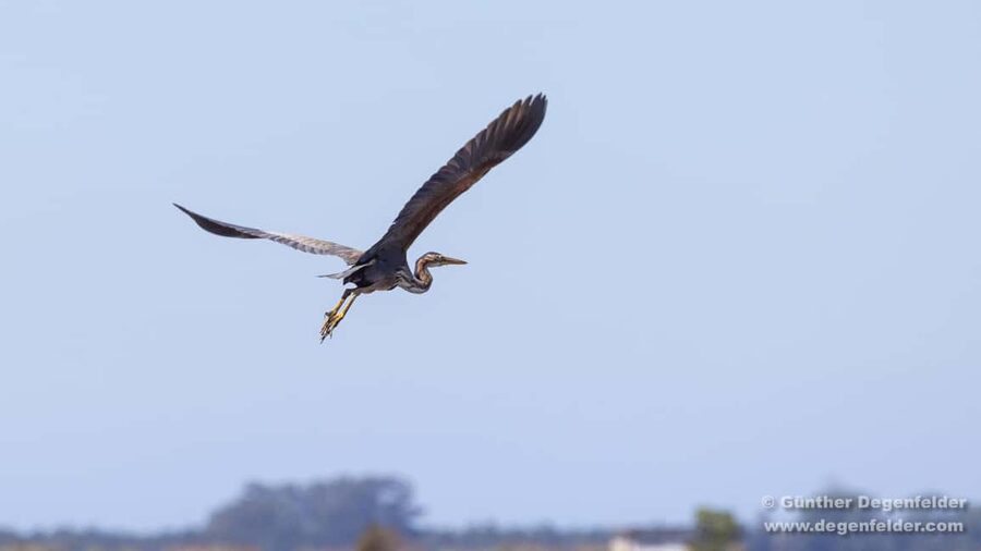 Birdwatching Solar Boat Tour Aveiro Lagon - Why the silent solar boat matters