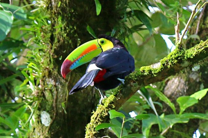 Birdwatching Tour at Mistico Park - Key points at a glance