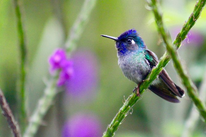 Birdwatching Tour at Mistico Park - The hanging bridges are the main attraction
