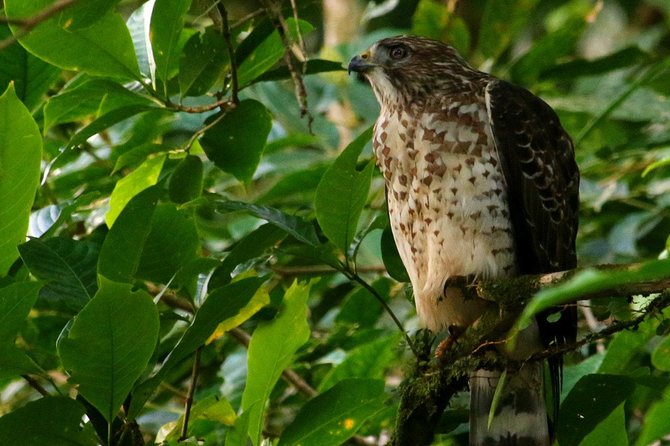 Birdwatching Tour at Mistico Park - What the two and a half hours feel like