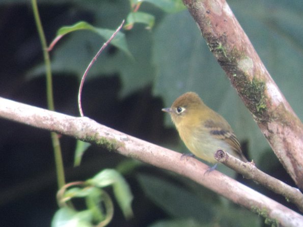 Birdwatching Tour at Mistico Park - Rain, clothing, and comfort