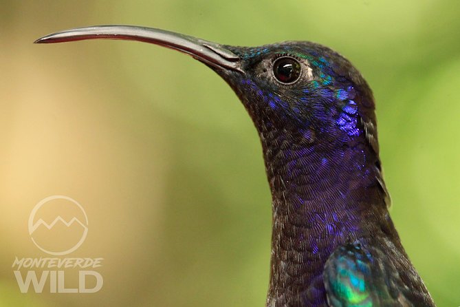 Birdwatching tour at the Cloud Forest -Monteverde Wild- - Why the 6:00 am start matters in Monteverde