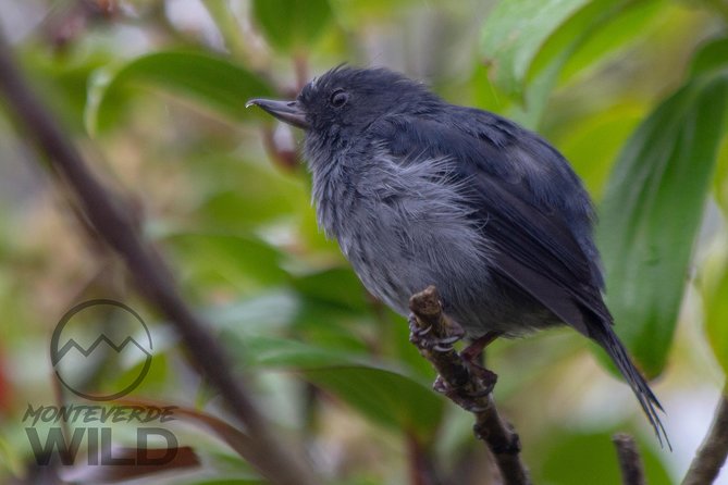 Birdwatching tour at the Cloud Forest -Monteverde Wild- - Looking for quetzals, toucans, and hummingbirds