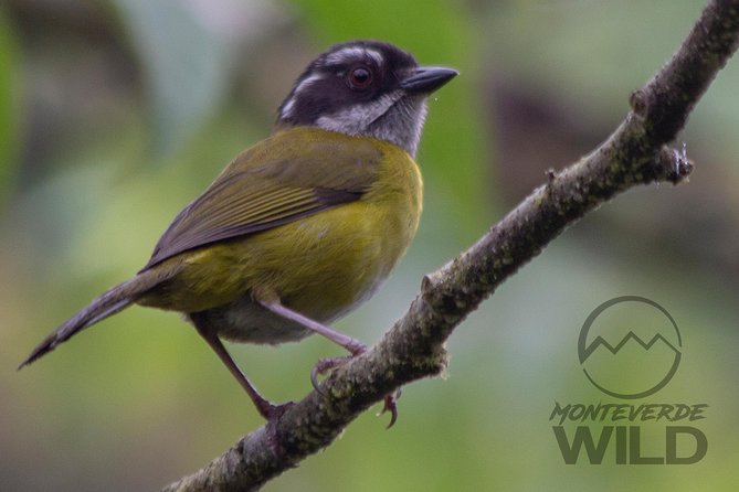 Birdwatching tour at the Cloud Forest -Monteverde Wild- - Breakfast at a local bakery