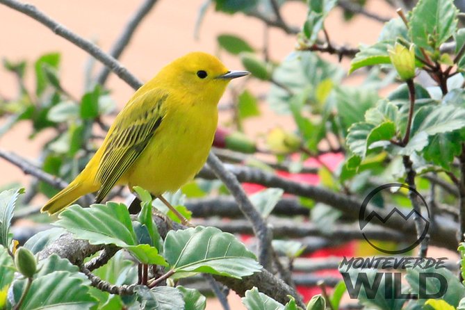 Birdwatching tour at the Cloud Forest -Monteverde Wild- - Weather, timing, and what to bring