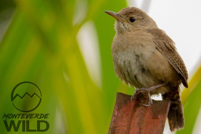 Birdwatching tour at the Cloud Forest -Monteverde Wild- - Walking Curi-Cancha’s forest trails