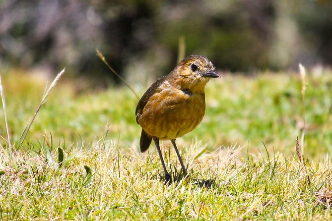 Birdwatching Tour in Cajas National Park from Cuenca - Why Cajas is such a good birding day from Cuenca
