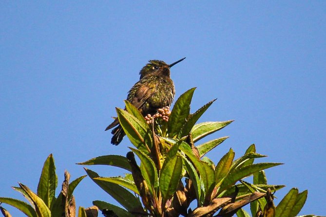 Birdwatching Tour in Cajas National Park from Cuenca - Fitness, altitude, and what to bring