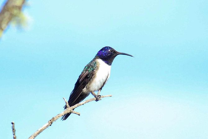 Birdwatching Tour in Cajas National Park from Cuenca - The 6:30 a.m. pickup and private ride