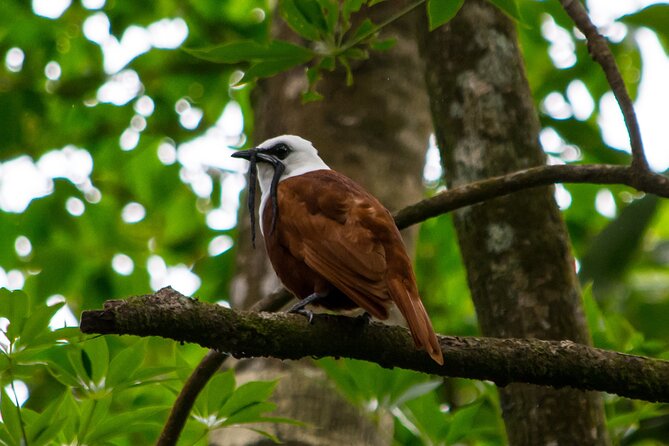 Birdwatching Tour: unlock the wonder, whether beginner or advanced - Why the guide matters in Monteverde’s cloud forest
