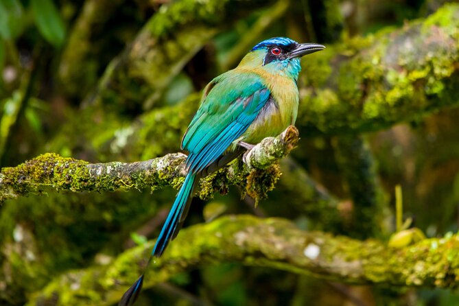 Birdwatching Tour: unlock the wonder, whether beginner or advanced - Three forest choices, three different ways to walk