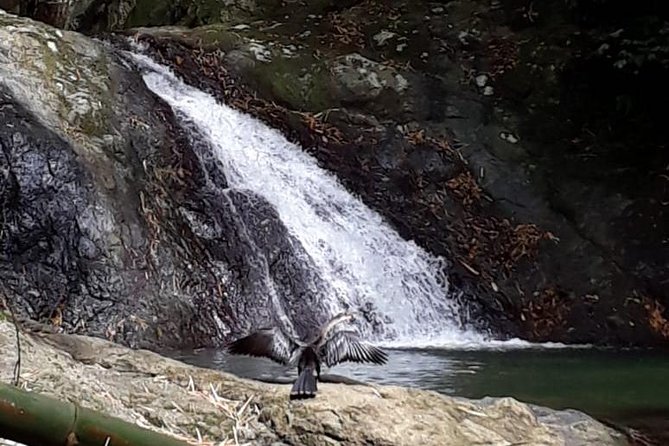 Birdwatching, Waterfall, Rainforest and Island Nature Tours - Why Michael makes the rainforest worth your time