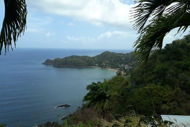 Birdwatching, Waterfall, Rainforest and Island Nature Tours - Walking beneath Tobago’s Main Ridge Rainforest
