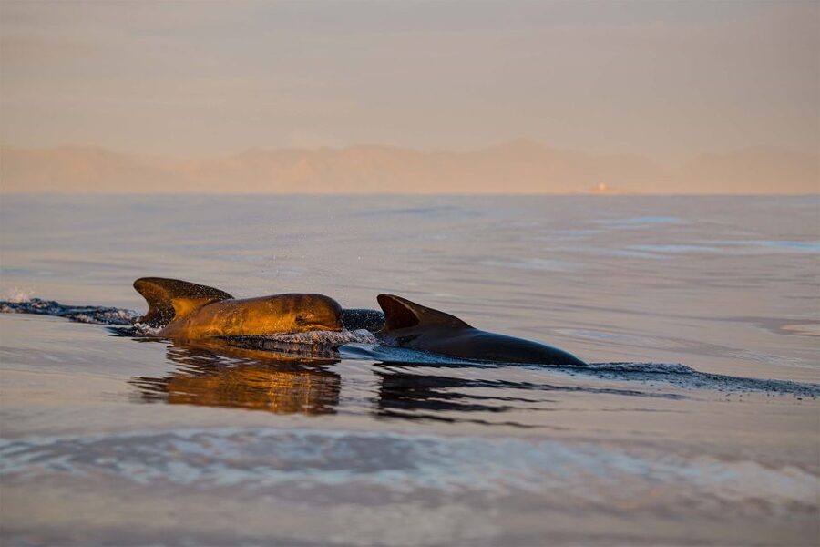 Bleik: Whale Watching by Speedboat with Puffins and Muffins - Why Bleik Canyon is such a good whale-watching setting