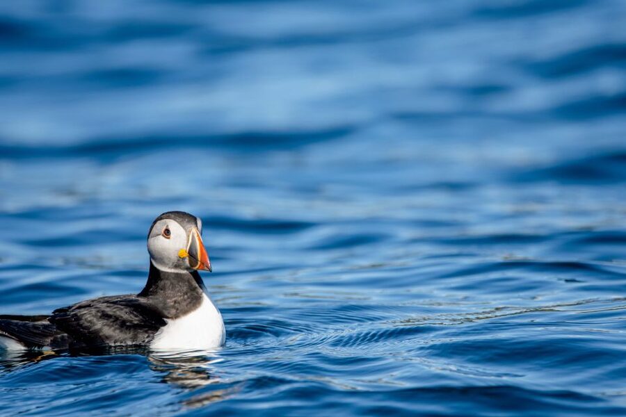 Bleik: Whale Watching by Speedboat with Puffins and Muffins - FAQ