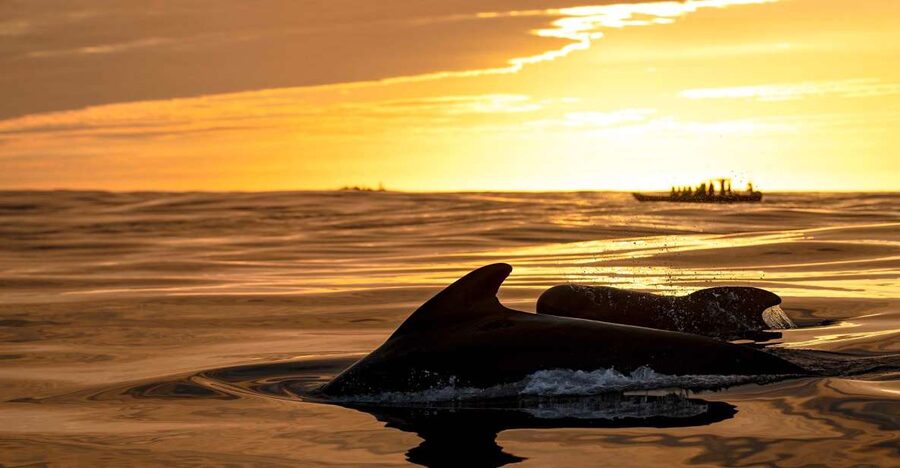 Bleik: Whale Watching by Speedboat with Puffins and Muffins - What the 3.5-hour trip feels like