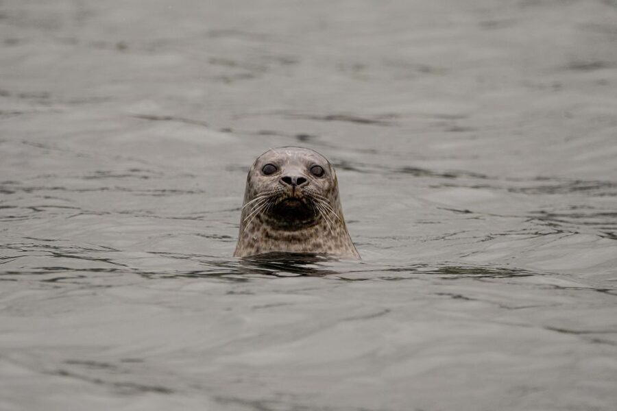 Bleik: Whale Watching by Speedboat with Puffins and Muffins - Puffin cliffs, eagles, and the second half of the outing