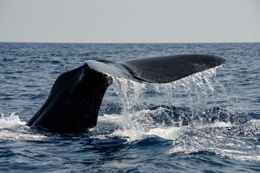 Bleik: Whale Watching by Speedboat with Puffins and Muffins - Morning calm or midnight-sun magic at 9 PM