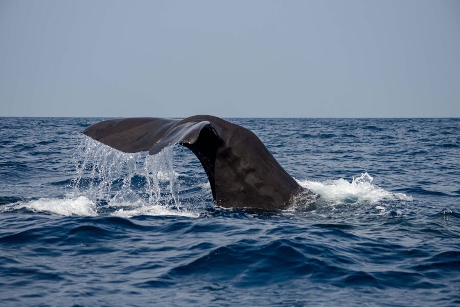 Bleik: Whale Watching by Speedboat with Puffins and Muffins - Is $199 a fair price?