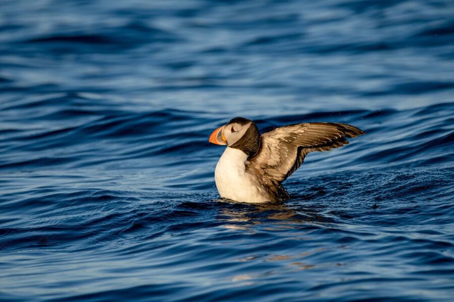 Bleik: Whale Watching by Speedboat with Puffins and Muffins - Who should book this RIB safari?