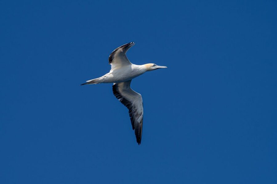 Bleik: Whale Watching by Speedboat with Puffins and Muffins - Should you book the Bleik whale safari?