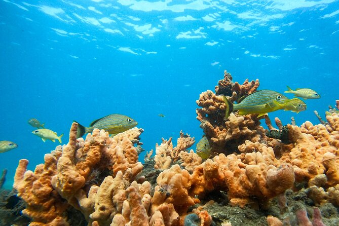 Blue Heron Bridge Guided Snorkel Tour - Sea life you might spot along the trail