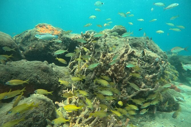 Blue Heron Bridge Guided Snorkel Tour - Equipment, swimming ability, and what to bring