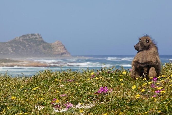 Bo Kaap Cape Point Penguins at Boulders Beach Cape Town - Timing, weather, and cancellation details