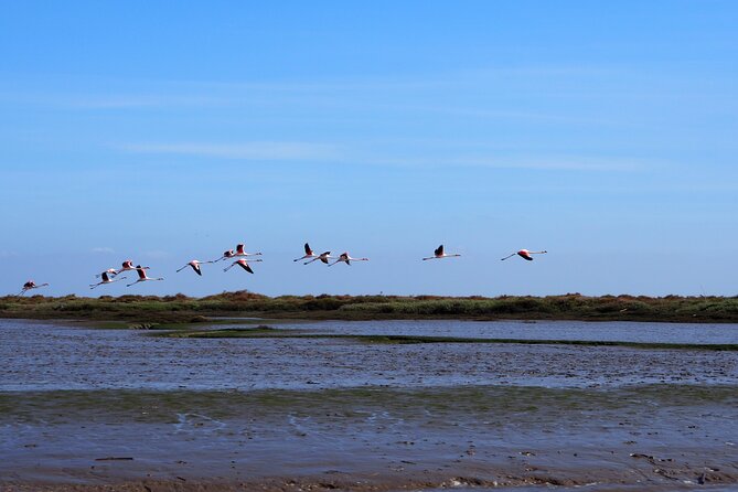 Boat Tour - Bird Observation in the Tejo Nature Reserve - Why the Tagus Estuary Matters for Birdwatching