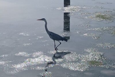 Boat Tour – Bird Observation in the Tejo Nature Reserve