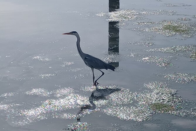 Boat Tour - Bird Observation in the Tejo Nature Reserve - Flamingos, Spoonbills, Ibises, and Herons