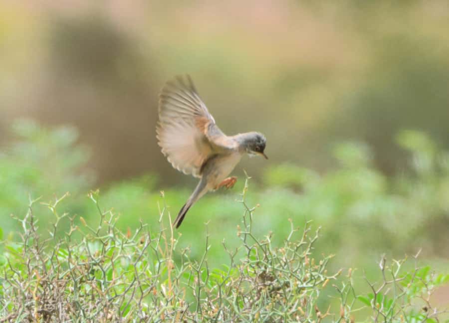 Boavista: Private Birdwatching Expedition in natural Habitat - What Makes This Four-Hour Trip Worth Considering