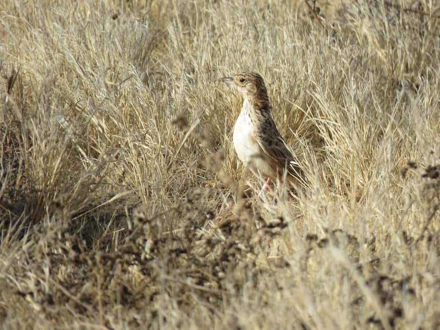 Boavista: Private Birdwatching Expedition in natural Habitat - Who Will Get the Most From This Experience?